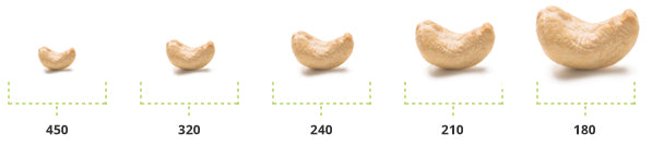 Größenvergleich Cashewkerne: W180 – W210 – W240 – W320 – W450
