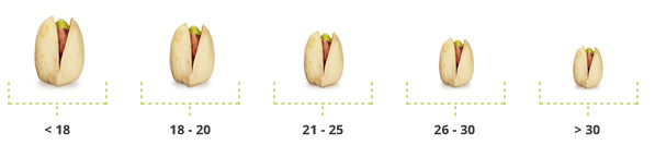 Pistazien Übersicht – Pistaziengrößen von 30 bis 16–18 Stück pro Unze im Vergleich